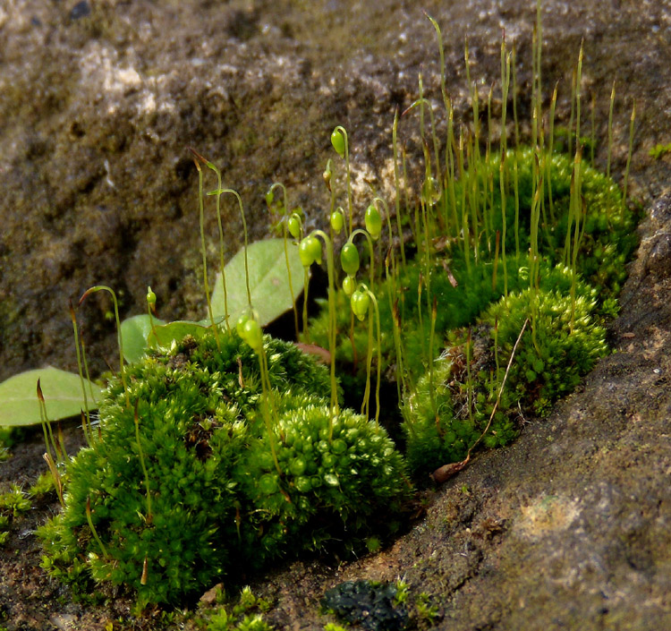 muschio (Bryum?) su tufo